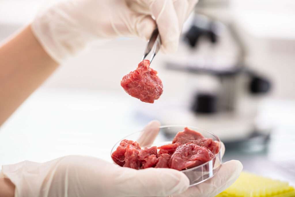 Behandschuhte Hände halten im Labor gezüchtetes Fleisch in einer Petrischale. Hochwertiges, im Labor gezüchtetes Rindfleisch.