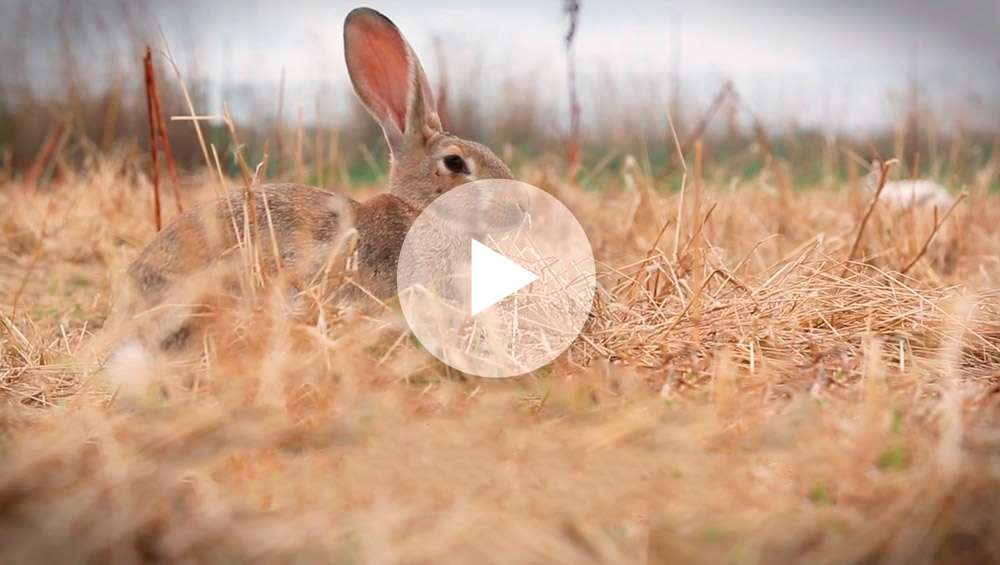 Braunes Kaninchen versteckt im hohen Gras – überlagender Play-Button