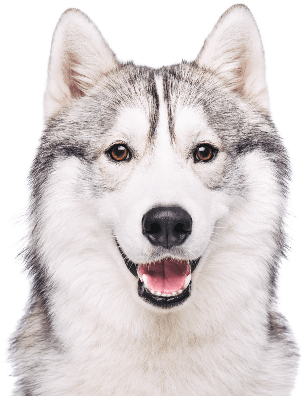 Glücklicher Siberian Husky Hund mit grauem und weißem Fell