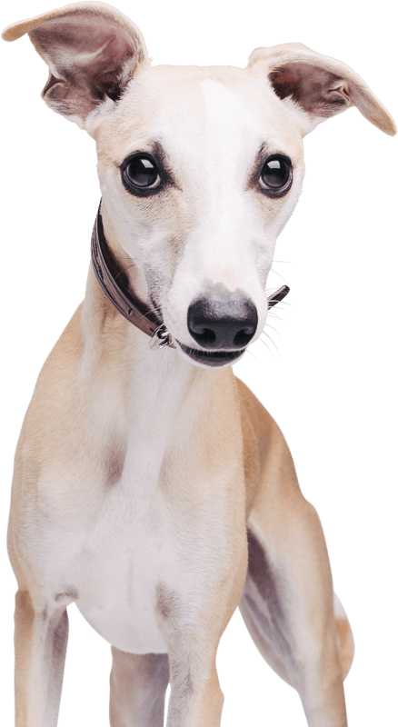 Entzückender Whippet mit großen, ausdrucksstarken Augen