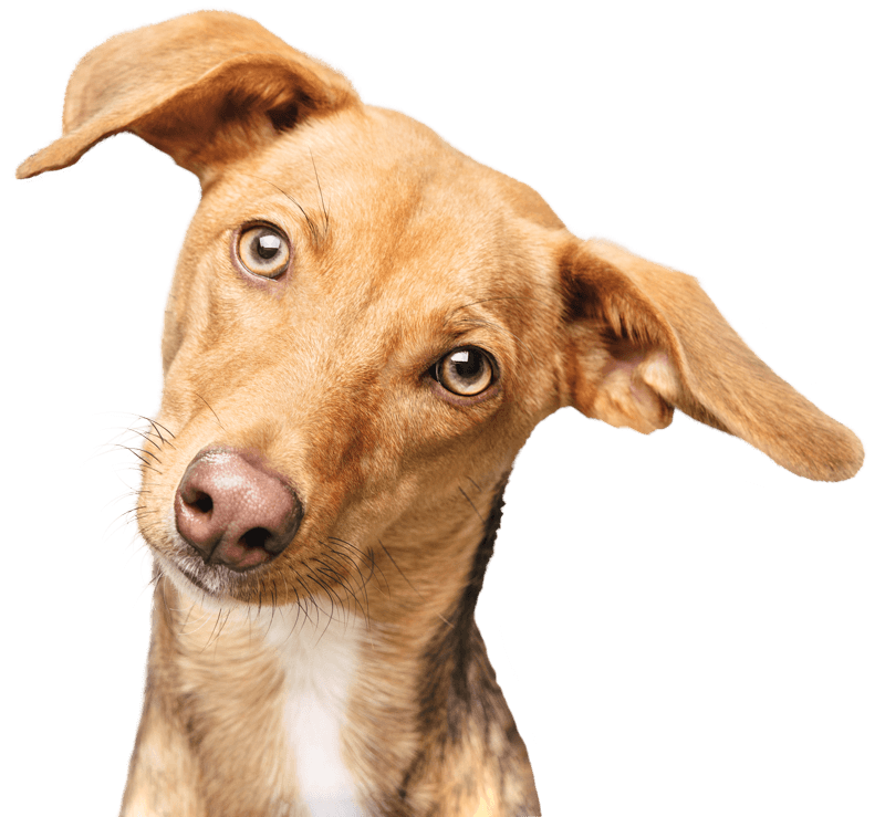 Neugieriger brauner und hellbrauner Hund, der seinen Kopf neigt