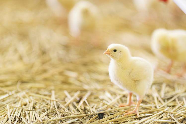 Flauschige gelbe Küken auf Strohbett