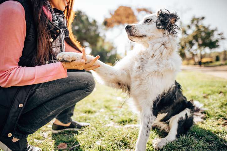 Frau und Hund schütteln Pfoten in einem Park