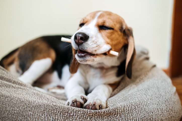 Entzückender Beagle-Welpe entspannt sich mit einem Leckerli auf einem Hundebett.