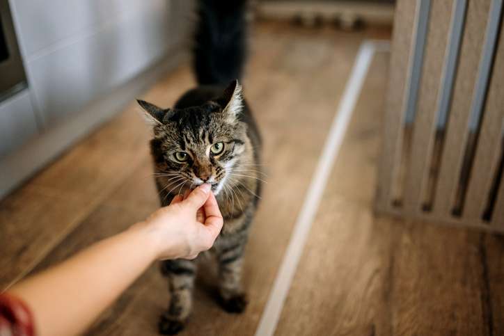 Person füttert eine getigerte Katze mit der Hand mit einem Leckerbissen.