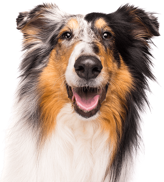 Porträt eines fröhlichen Collies mit offenem Maul